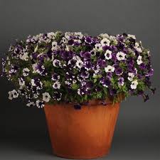 Double purple wave petunia from park seed is the most popular spreading petunia in america, with nonstop summer blooms on plants that trail up to 5. Petunia Flower Seeds