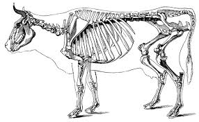 Start learning with our skeleton diagrams, bone labeling exercises and skeletal system quizzes! Https Fyi Extension Wisc Edu Dairyyouth Files 2014 03 Dairy Judging Workbook Pdf