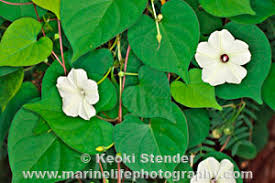 Image result for Ipomoea obscura