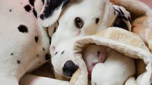 Visit us now to find the right dalmatian for you. Icqeol5m4httlm