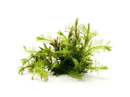 Image result for Rotala fontinalis