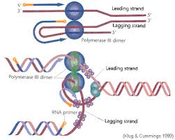 Dna Replication - Replication Of Dna - Higher Biology Revision - Bbc  Bitesize