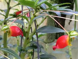 Image result for Impatiens keilii