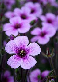 Purple People Pleasers Purple Flowers Purple Garden Beautiful Flowers