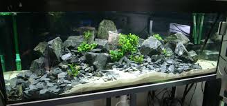 Fish Tank With Basalt Stones Aquarium Einrichten Aquarium Susswasseraquarium