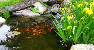 Koi Ponds Koi Environmental Needs Husbandry And Care