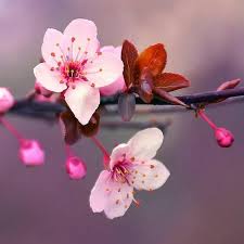 Japanese Cherry Blossom Scented Soy Wax Tarts Melts In Etsy In 2021 Cherry Blossom Fragrance Japanese Blossom Cherry Blossom Images