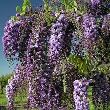 Wisteria Floribunda Geisha Japanese Wisteria Geisha Wisteria Tree Plants Wisteria