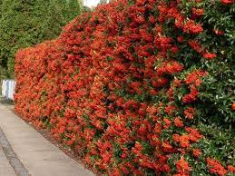 Pyracantha Hedge Hedging Plants Privacy Plants Evergreen Shrubs