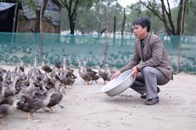 Nằm mơ thấy con vịt trời. Láº¡ Ma Hay Thue 30ha Cat Tráº¯ng Nuoi 10 Ngan Vá»‹t Trá»i Giá»¯ Chan Vá»‹t Bá»Ÿi 1 Bong Ä'en