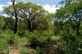 Image result for Dichapetalum rhodesicum