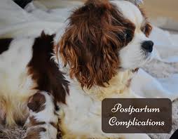 A dog can have a few as one puppy or as many as ten (or more!). Dog Health Common Complications In Dogs After Giving Birth Pethelpful