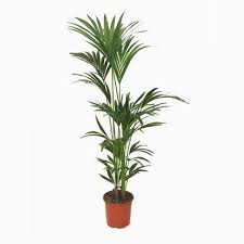 Water a kentia palm well and then allow the top 25% of soil to dry out before watering again. Kentia Palm For Sale Online Howea Forsteriana Buy Now