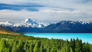 Image result for Oldenlandia verrucitesta