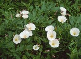 Image result for Convolvulaceae