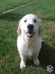 Toutes nos annonces gratuites animaux, chiot, chaton,. Chiot Golden Retriever Lof En Plusieurs Fois Animaux Loire Leboncoin Fr Chiot Golden Retriever Golden Retriever Chiot Golden