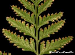 Image result for Davalliaceae