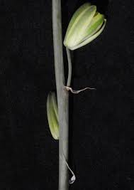 Image result for Albuca nigritana