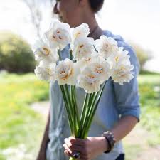 Narcissus Acropolis In 2020 Bulb Flowers Narcissus Flower Farm