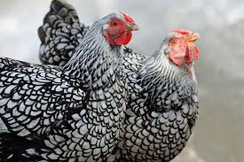 We did not find results for: Silver Laced Wyandotte Egg Production Temperament And More The Happy Chicken Coop