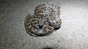 Night Snake Snake Animals Rescue