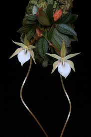 Image result for Aerangis