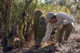 This amazing cactus stood 46 feet tall and 7 feet 10 inches in circumference at its base. Inside The Fight Against The Growing Cactus Black Market Pacific Standard