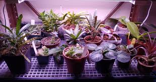 Large selection of tray inserts. Indoor Gardening Diy Humidity Drip Trays