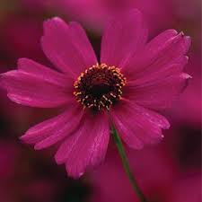 Coreopsis Tick Seed Limerock Passion Rozanne And Friends Plant Directory Find A Plant For Your Garden Tickseed Plants Sun Loving Plants