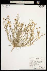 Image result for Pluchea bequaertii