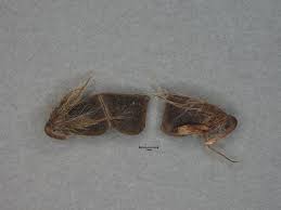 Image result for Grona barbata