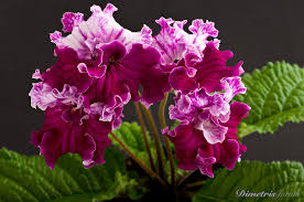 Image result for Streptocarpus kamerunensis