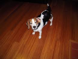 Pin By Simplefloors On Pets And Flooring Bamboo Hardwood Flooring Pet Accidents Flooring
