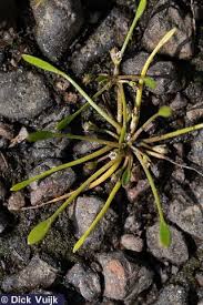 Image result for Limosella