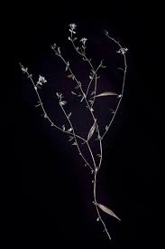 Image result for Orthanthera