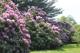 Pin On Plants For Hill