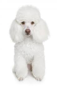 French Poodle Haircut Styles 5 Steps