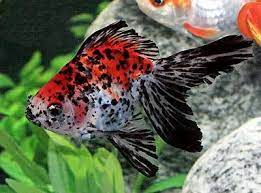Ryukin Goldfish Ryukin Goldfish Goldfish Fish Ponds