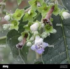 Image result for Vitex zeyheri