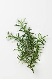 Good companions for rosemary in the vegetable garden in the herb garden, plant rosemary near thyme, marjoram, and oregano since they have similar growing. How To Harvest Rosemary Sprigs