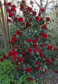 Image Result For Camellia Bob Hope Bob Hope Camellia Back Gardens