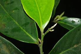 Image result for Annickia ambigua