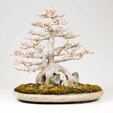When you are dealing with spruce, hemlock, or fir, you need to increase the quantity of akedama because they need more nutrition and moisture retention. How To Repot Your Bonsai Bonsai Tree Pty Ltd