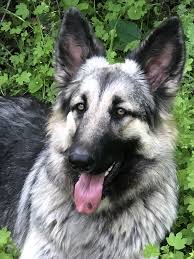 Read more about each puppie's personality traits, and favorite things to do. Pin By Mariann Putnam On Shiloh Shepherds Shiloh Shepherd Dogs Shiloh