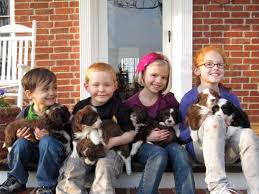 Find the perfect puppy for sale in cincinnati, ohio at next day pets. Bordoodles