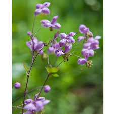 Image result for Thalictrum