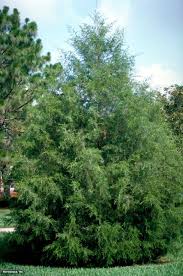 Maybe you would like to learn more about one of these? Southern Red Cedar Juniperus Silicicola Hgtv Gardens Red Cedar Hgtv Garden Plants