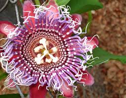Image result for Passiflora quadrangularis
