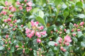 Image result for Sladeniaceae