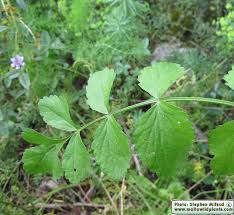 Image result for Pimpinella afra